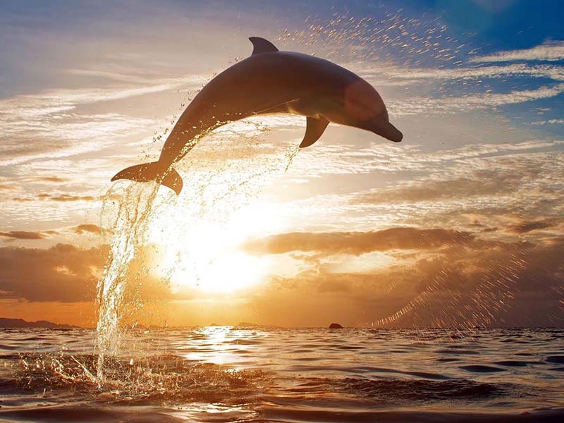 bio globe dolphin jumping