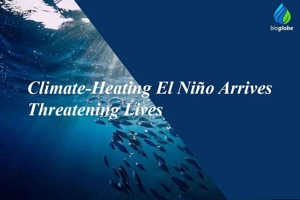 Climate Heating El Nino Arrives Threatening Lives