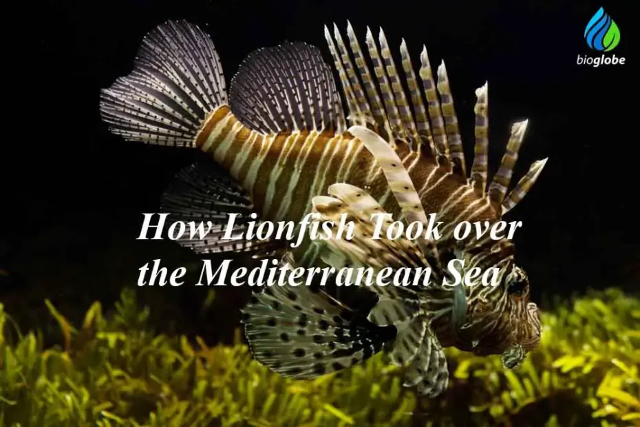 How Lionfish Took over the Mediterranean Sea