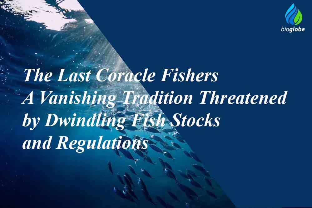 The Last Coracle Fishers A Vanishing Tradition Threatened by Dwindling Fish Stocks and Regulations