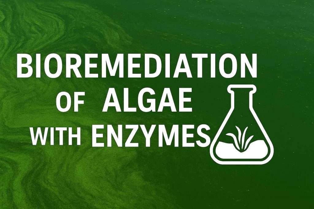 Bioremediation of Algae with Enzymes