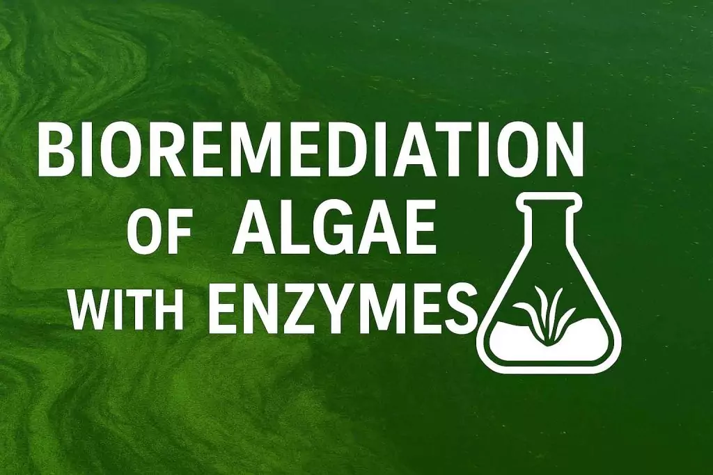 Bioremediation of Algae with Enzymes