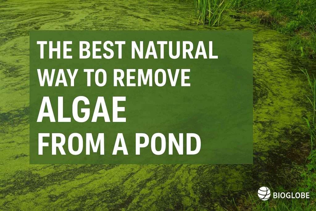 The Best Natural Way to Remove Algae from a Pond