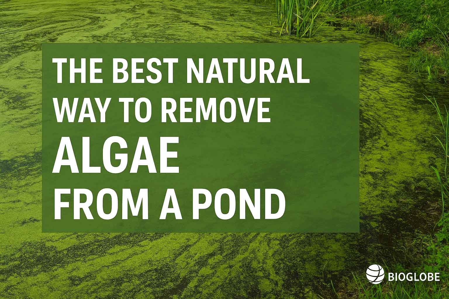 BioGlobe - The Best Natural Way to Remove Algae from a Pond
