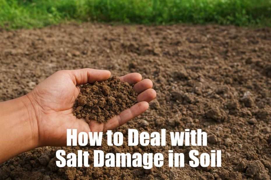 How to Deal with Salt Damage in Soil