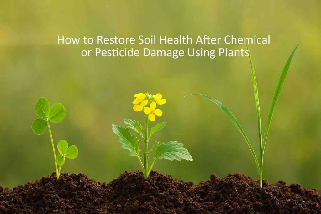 How to Restore Soil Health After Chemical or Pesticide Damage Using Plants
